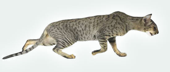 Ориентальные кошки питомника Salambo